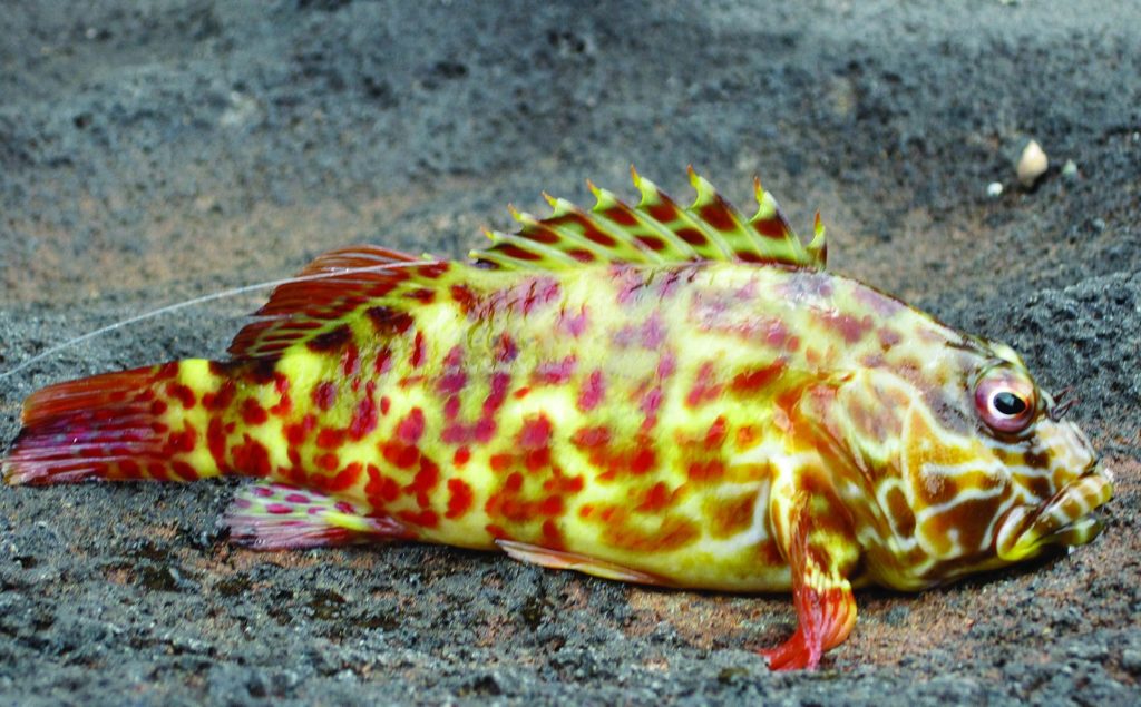 Strange Fishes from the Deep - A Hawkfish