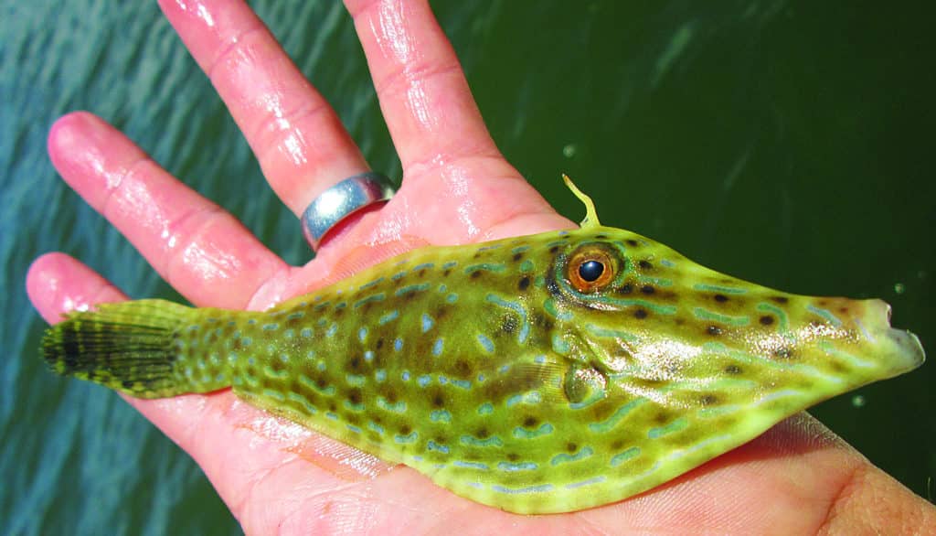 Strange Fishes from the Deep - Scrawled Filefish