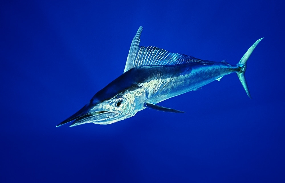 A shortbill spearfish