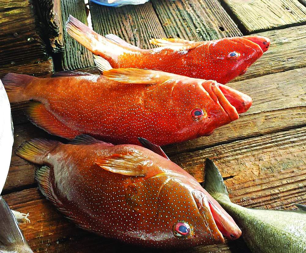 Coneys from an oi rig, Louisiana