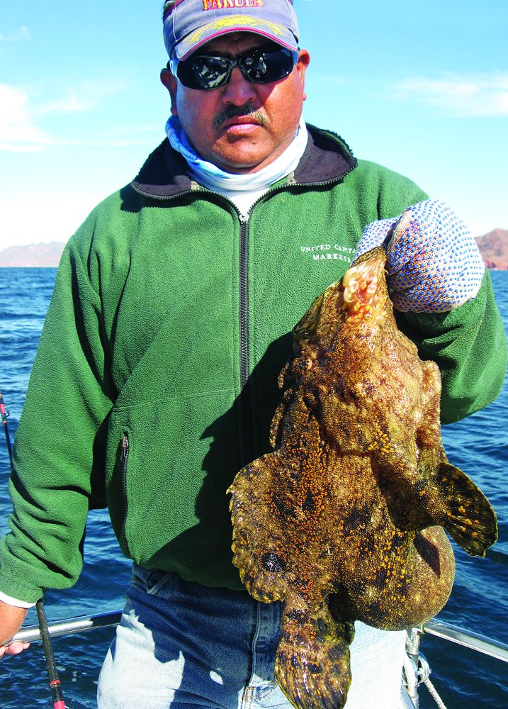 Too ugly to keep, a roughjaw frogfish