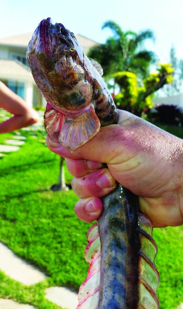 A violet goby, largest of the gobies.