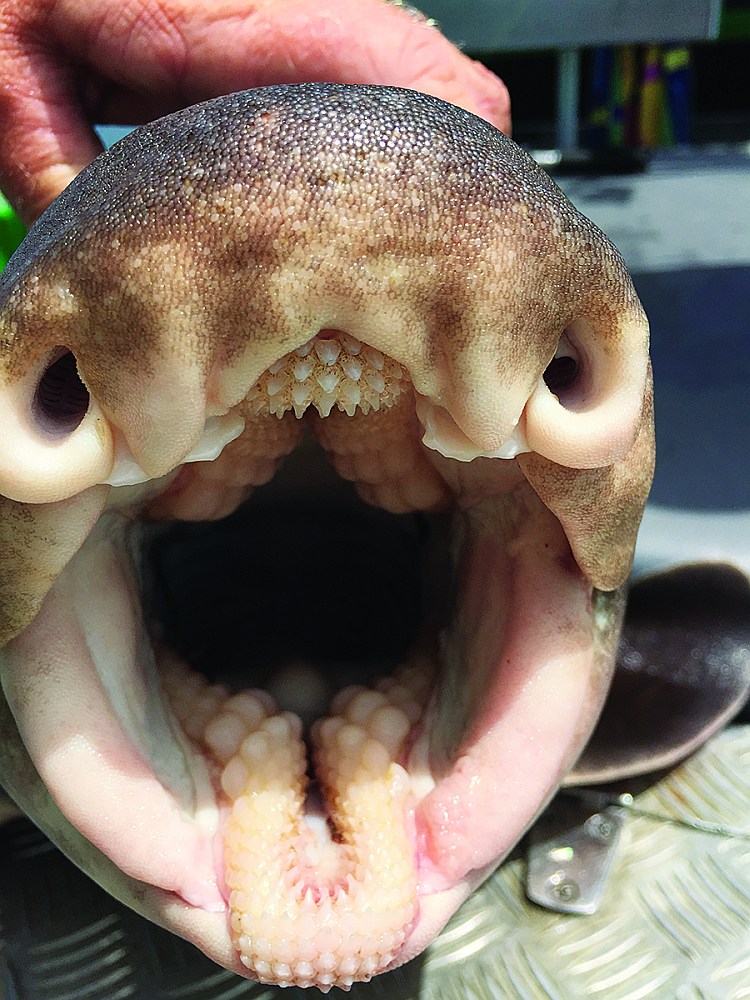 Closeup of the bizarre mouth of the Port Jackson shark