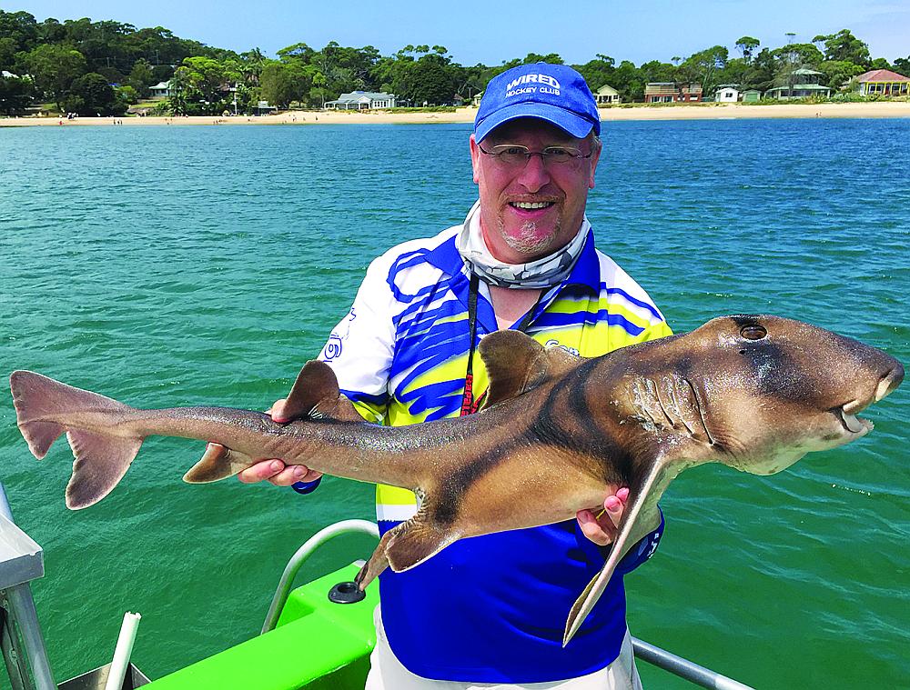 Port Jackson shark