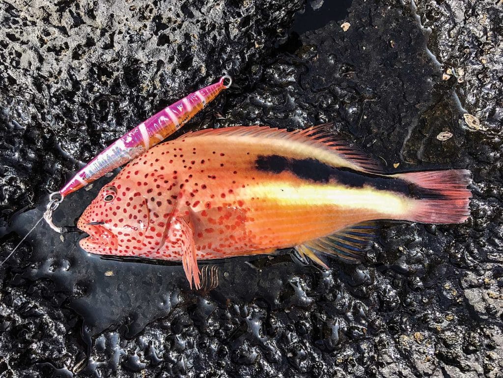 Blackside hawkfish