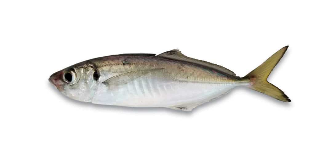 Bigeye scad