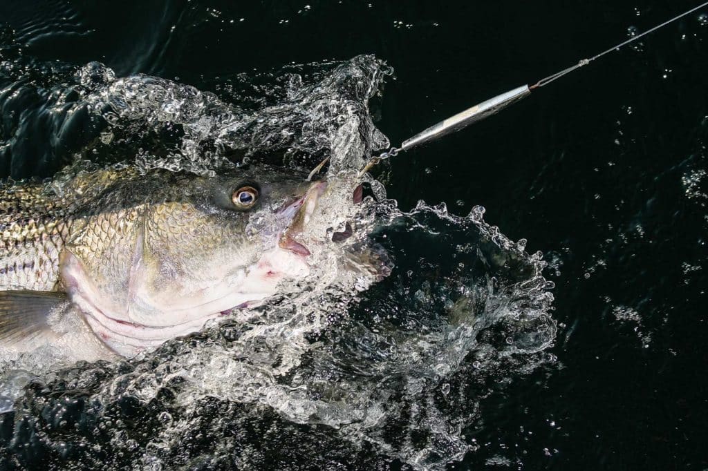 How to Fish Rips Like an Expert