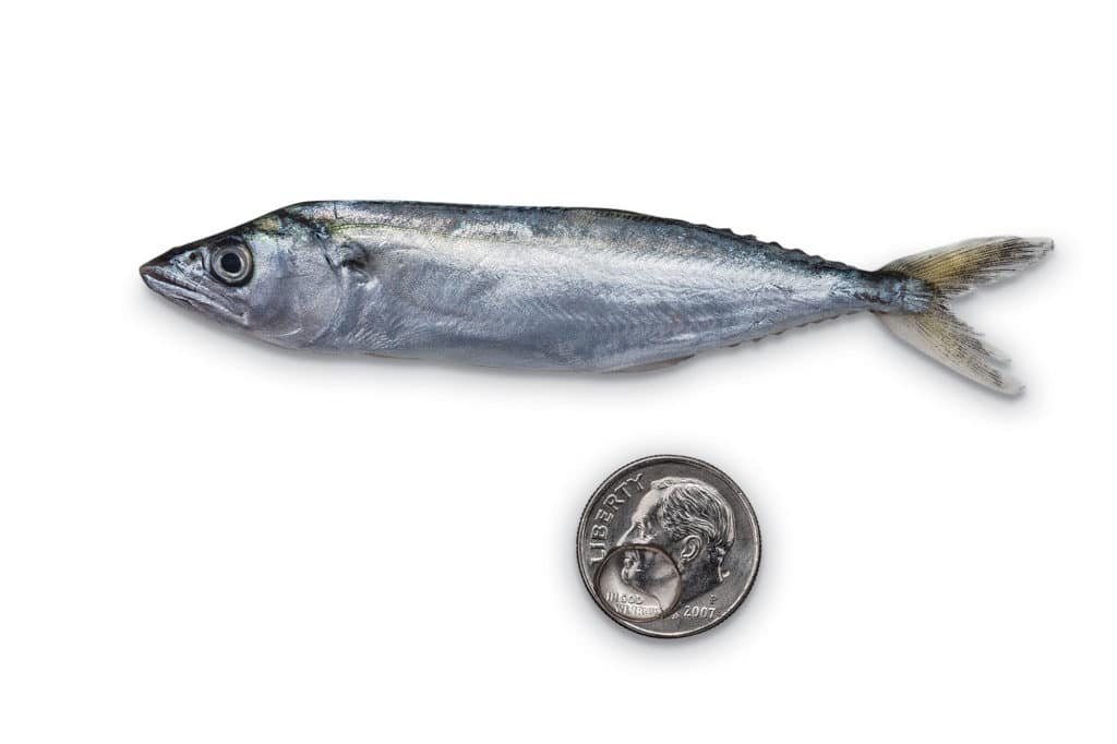 Juvenile Spanish and cero mackerel