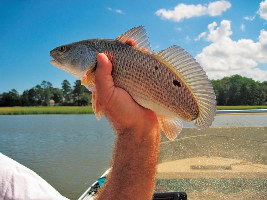 Red Drum