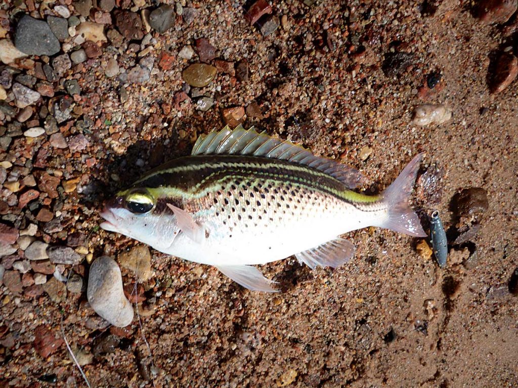 Arabian monocle bream