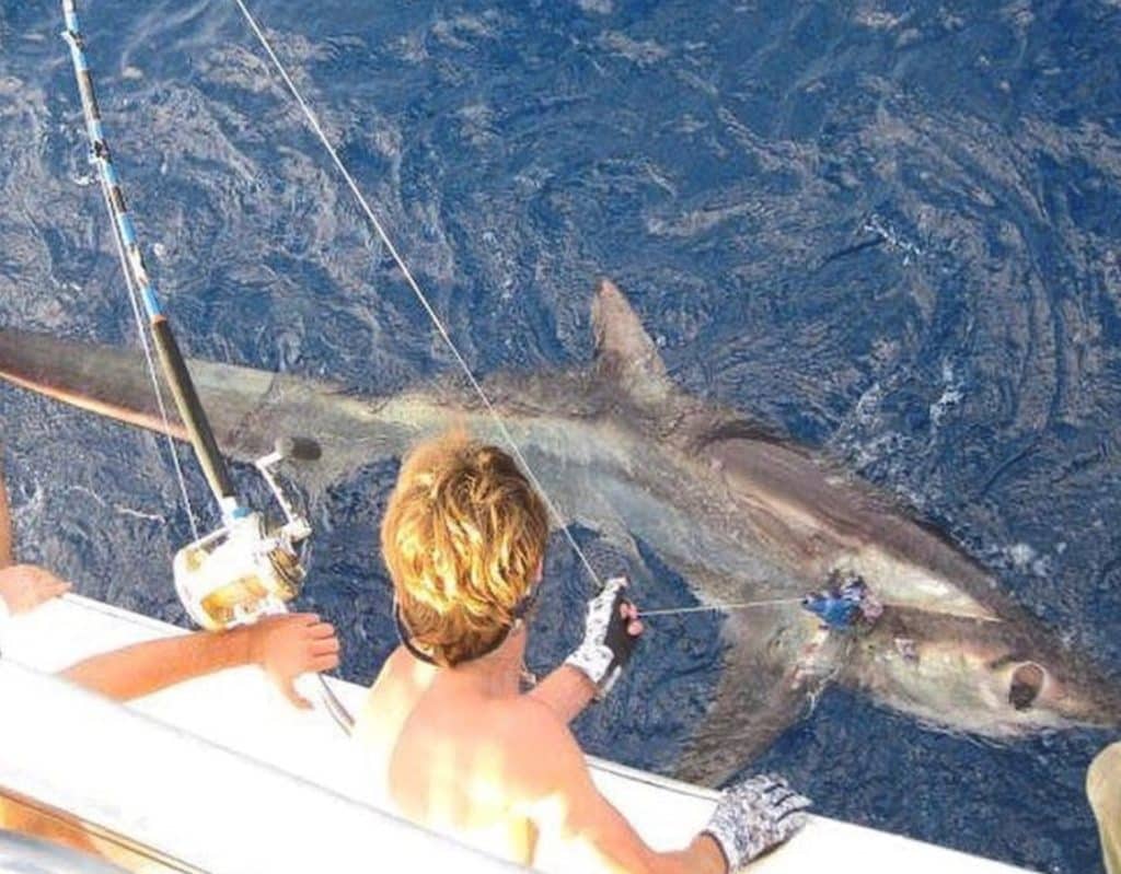 Bigeye thresher shark caught while fishing for swordfish