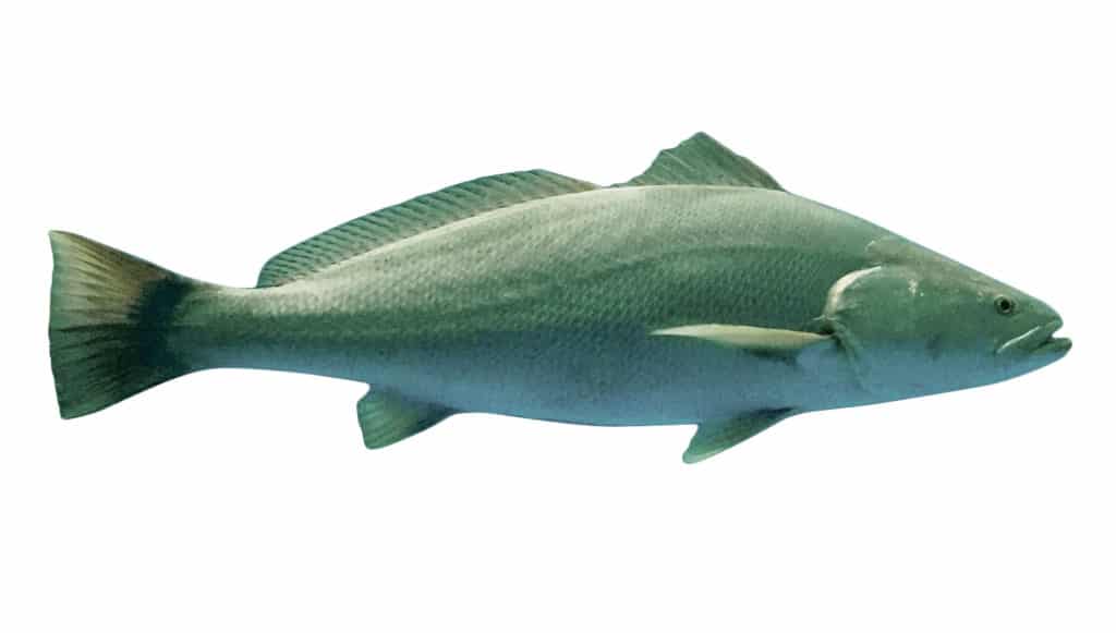 How to Save the Totoaba