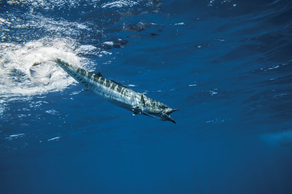 Wahoo chasing bait