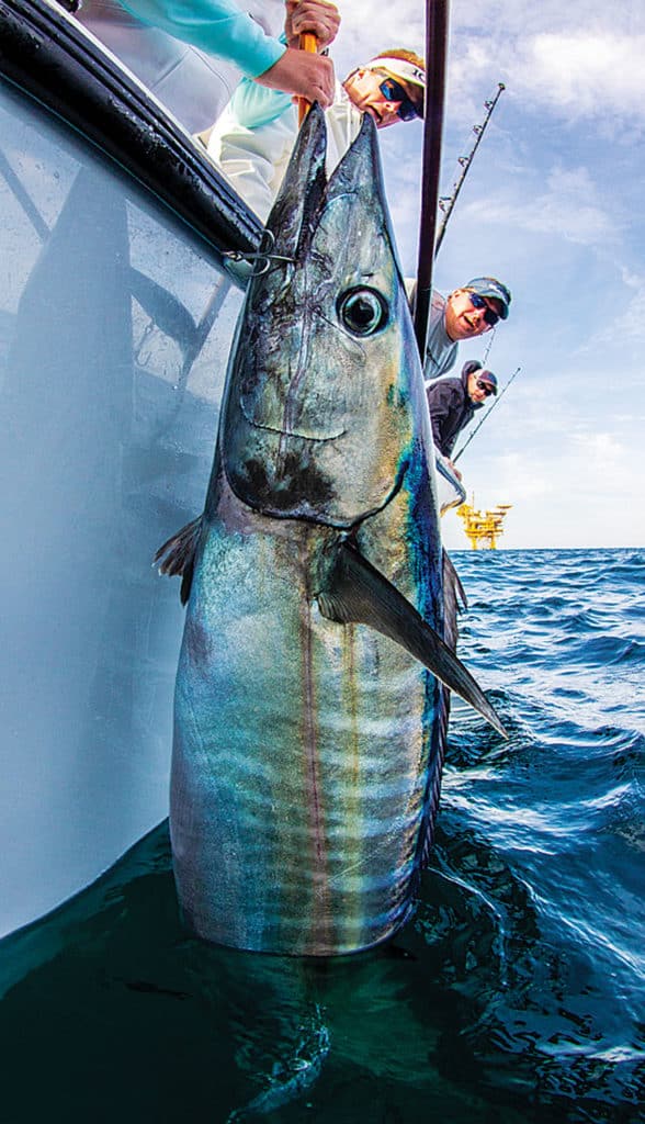 Wahoo caught in the Gulf of Mexico