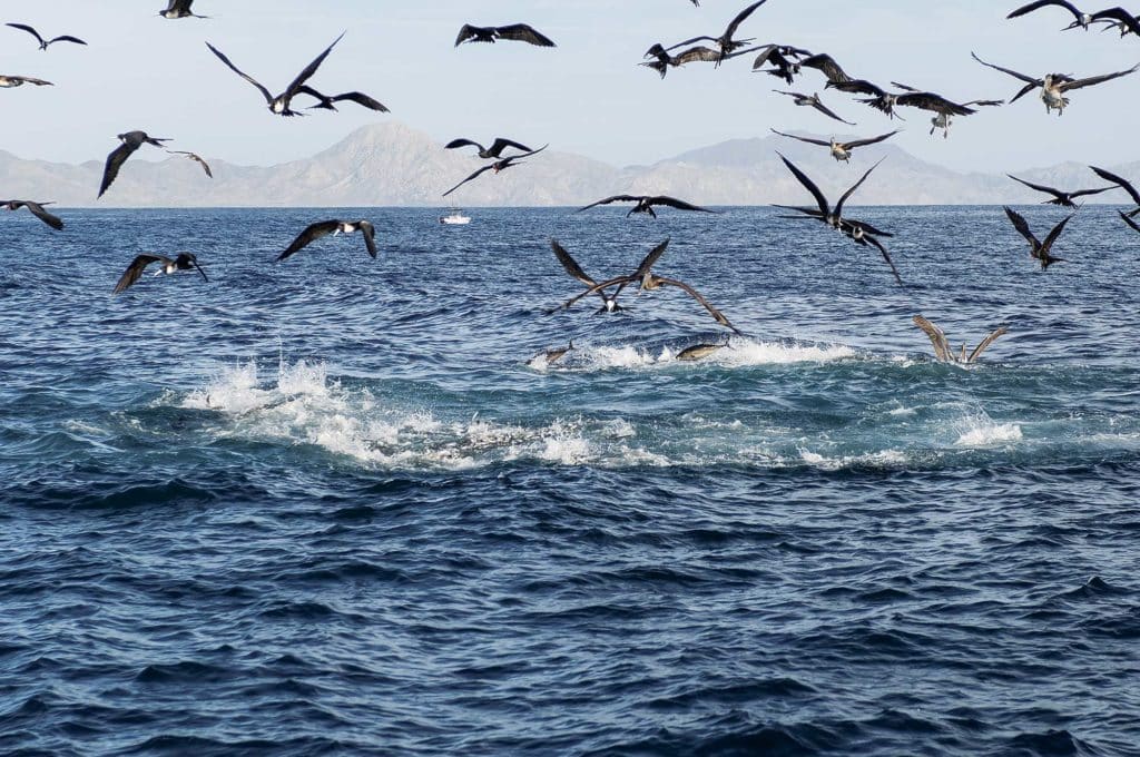 Tuna feeding frenzy