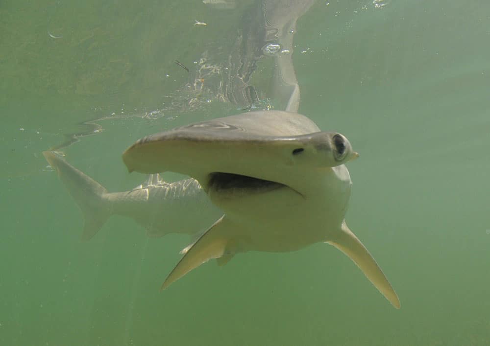 Discovered: A Shark That Eats Sea Grass