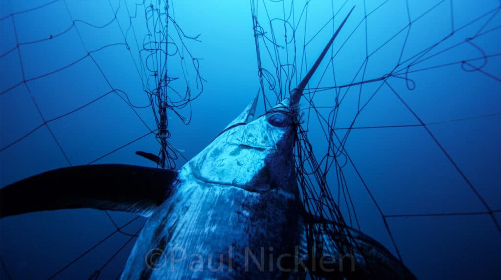 Bill to End Drift Gillnetting off California Awaits Governor’s Signature