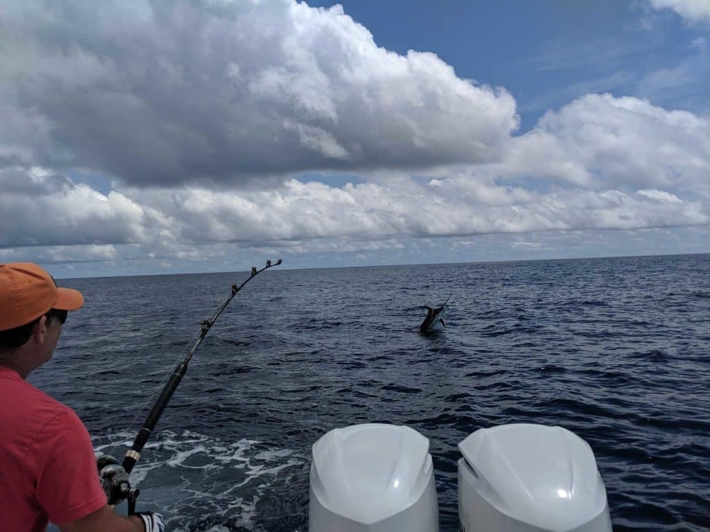 Battling a blue marlin for tagging