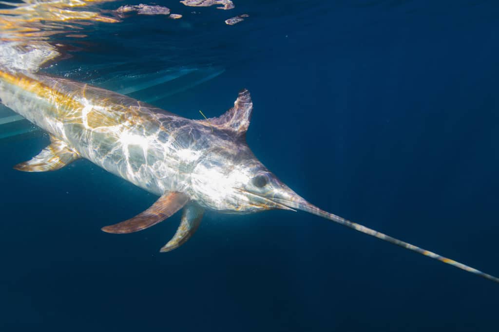 Swordfish off of Australia