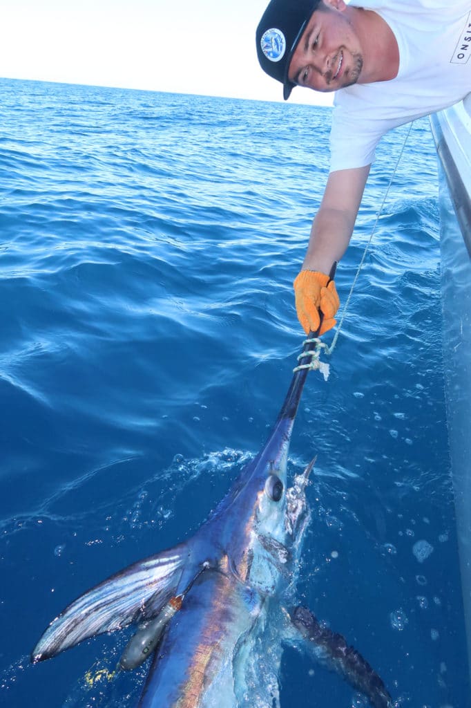 Tagging a swordfish