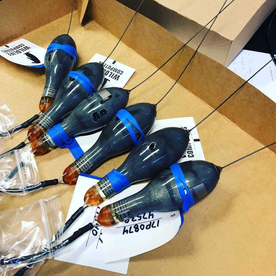 Tags for swordfish