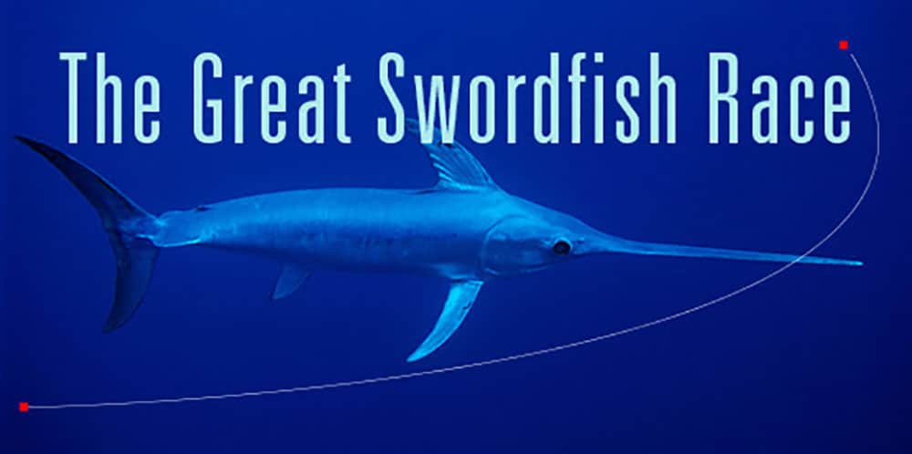 The Great Swordfish Race is starting