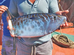 slender mola