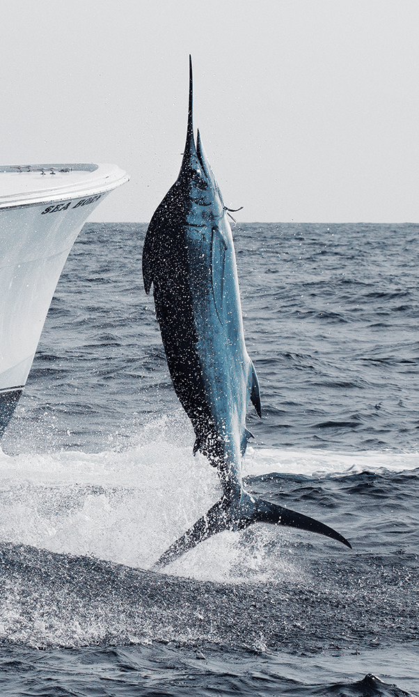 Jumping blue marlin hooked saltwater fishing