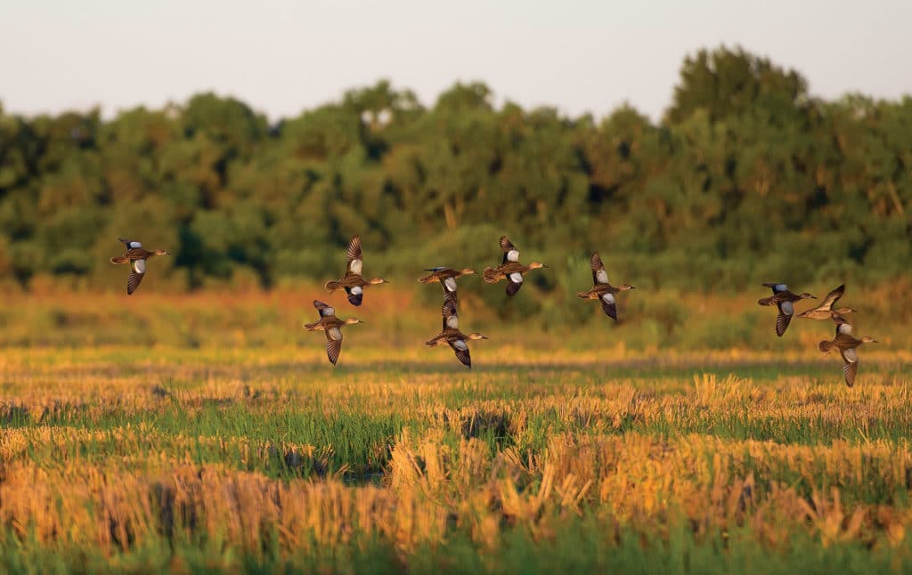 Blue-winged teal wing shooter targets