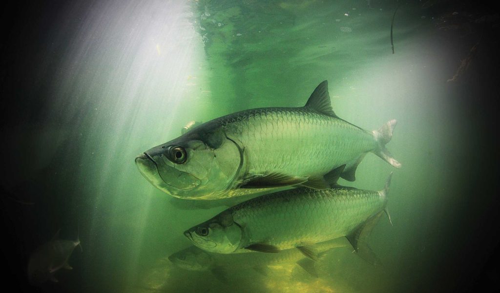 fishing for big tarpon in Miami