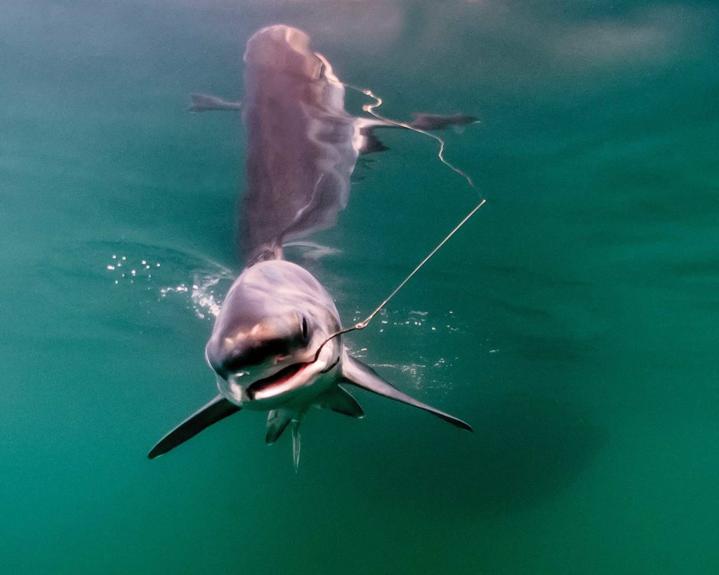 fishing for thresher sharks in California