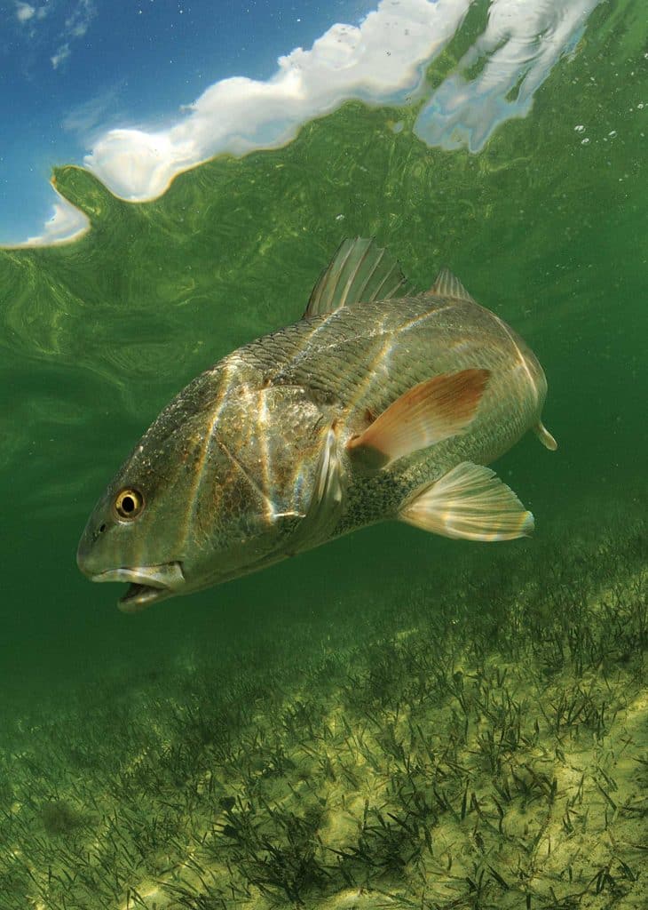 fishing for big redfish in Charleston