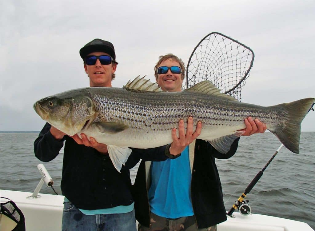 fishing for big striped bass in New York Long Island
