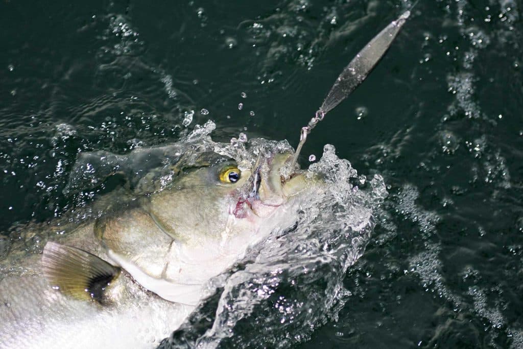 big bluefish in New Jersey