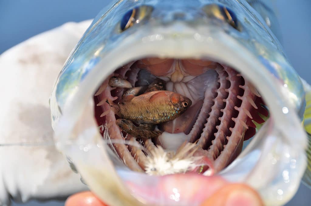 mouth of snook