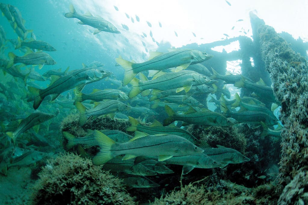 snook swimming in Gulf