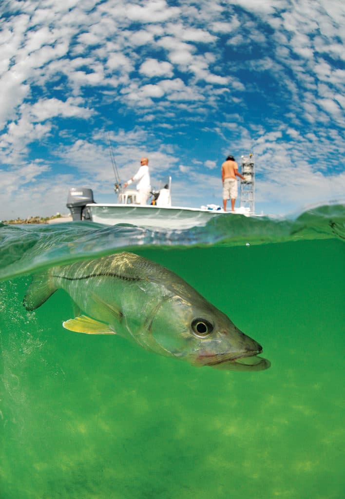 snook swimming