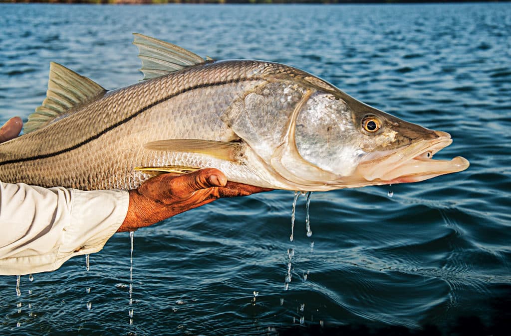 snook catch