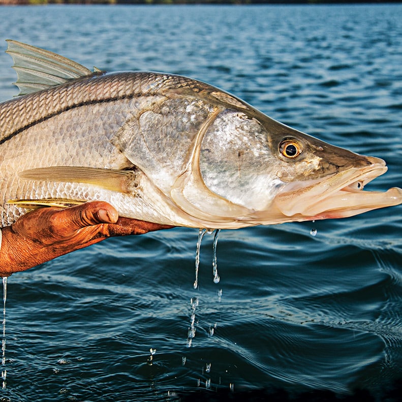 The Top 5 Snook Baits of ALL TIME 