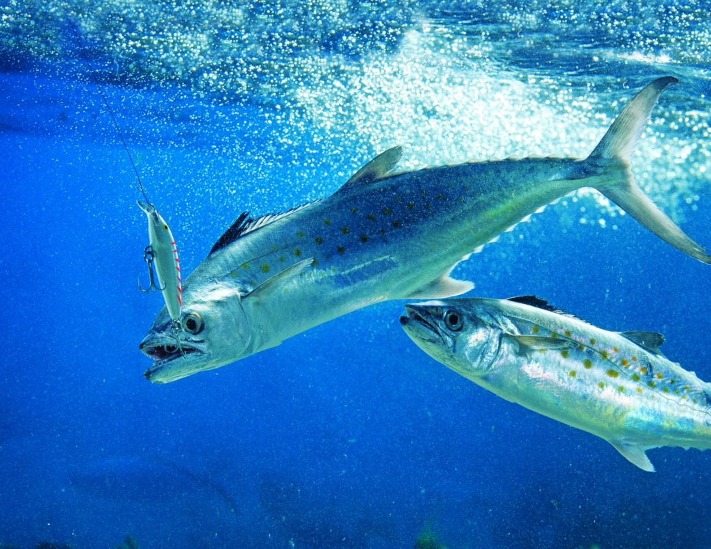 Strange Fishes from the Deep - Spanish Mackerel
