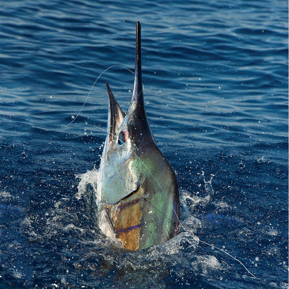 Best Reels for Catching Sailfish