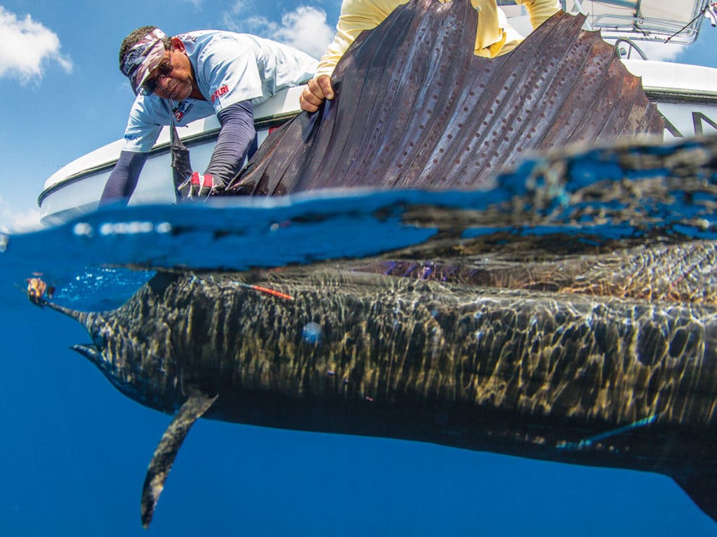 angler tagging boatside sailfish caught with offshore saltwater fishing reel