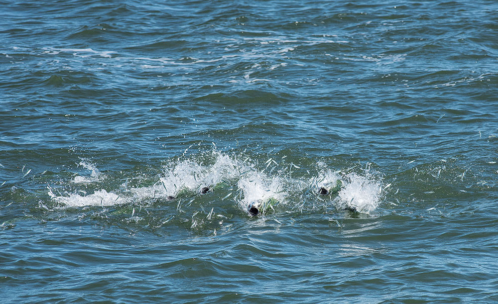 False Albacore Live Bait Blitz