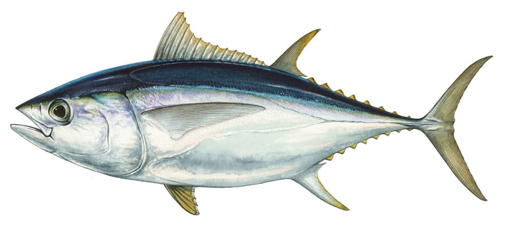 Bigeye Tuna Illustration