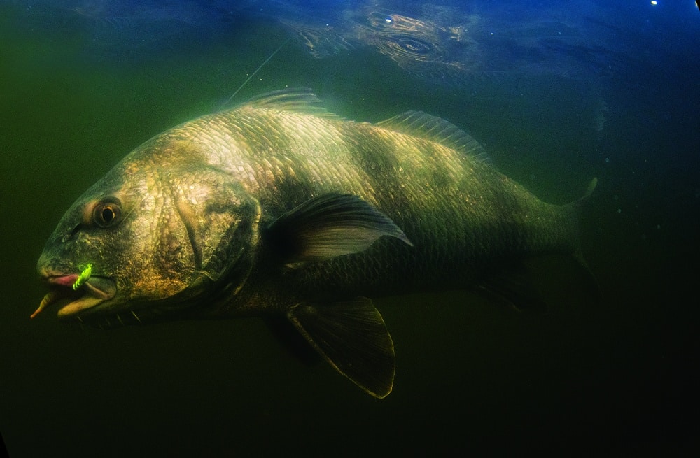 Black drum grow quite large