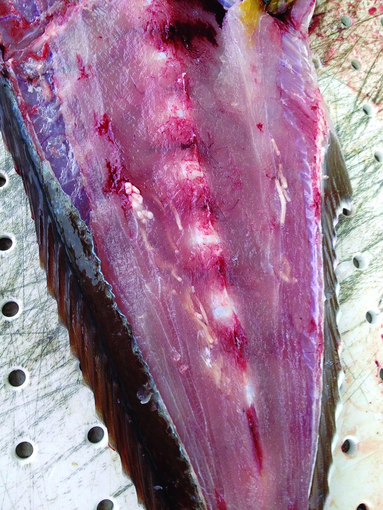 Tapeworm parasites in a fish
