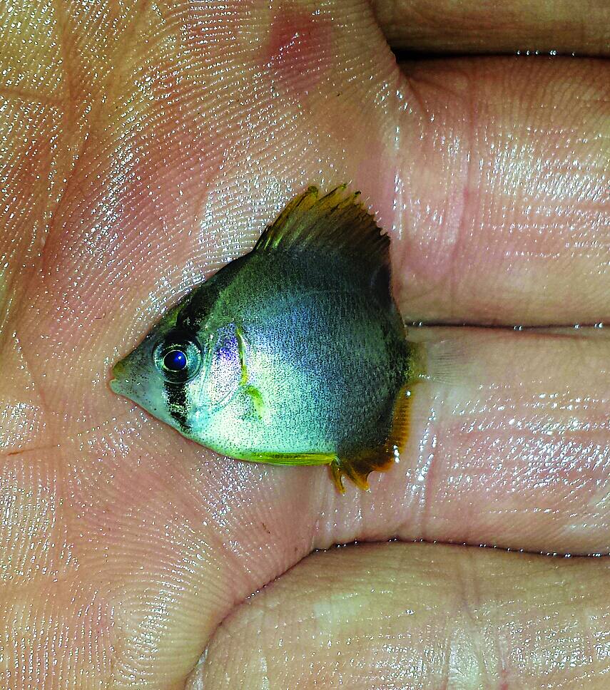 Tiny butterflyfish found off Cape Cod, Massachusetts