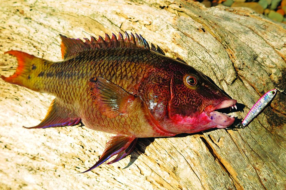 A Mexican hogfish caught on a jig in Panama