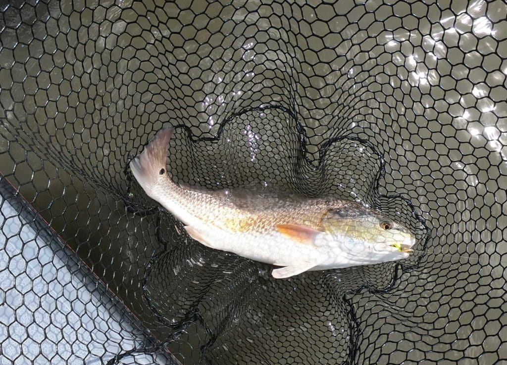 Catching Redfish in the Muddy Mississippi Marsh