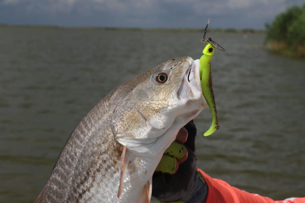 Catching Redfish in the Muddy Mississippi Marsh